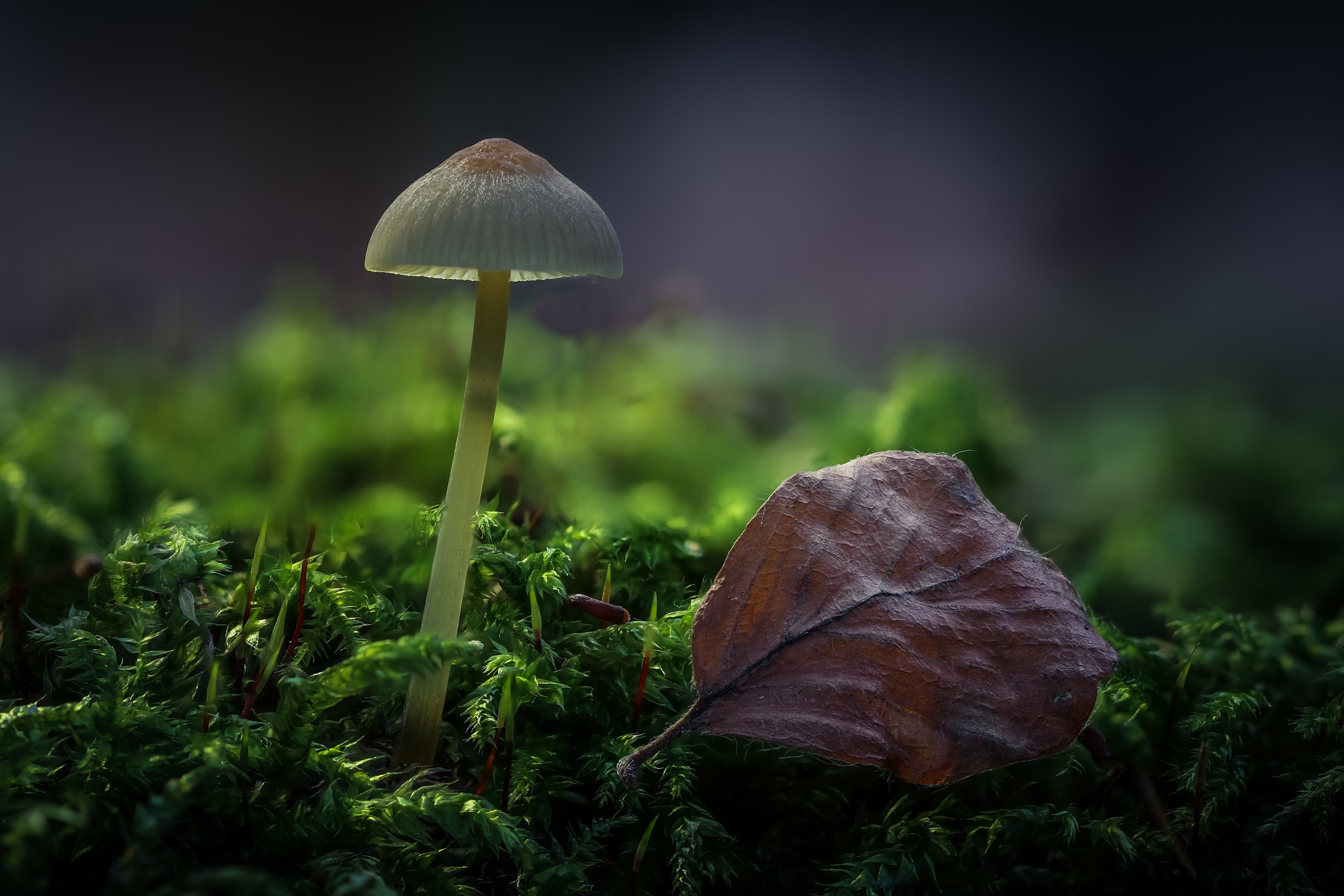 Macro: The Secret Life of Plants