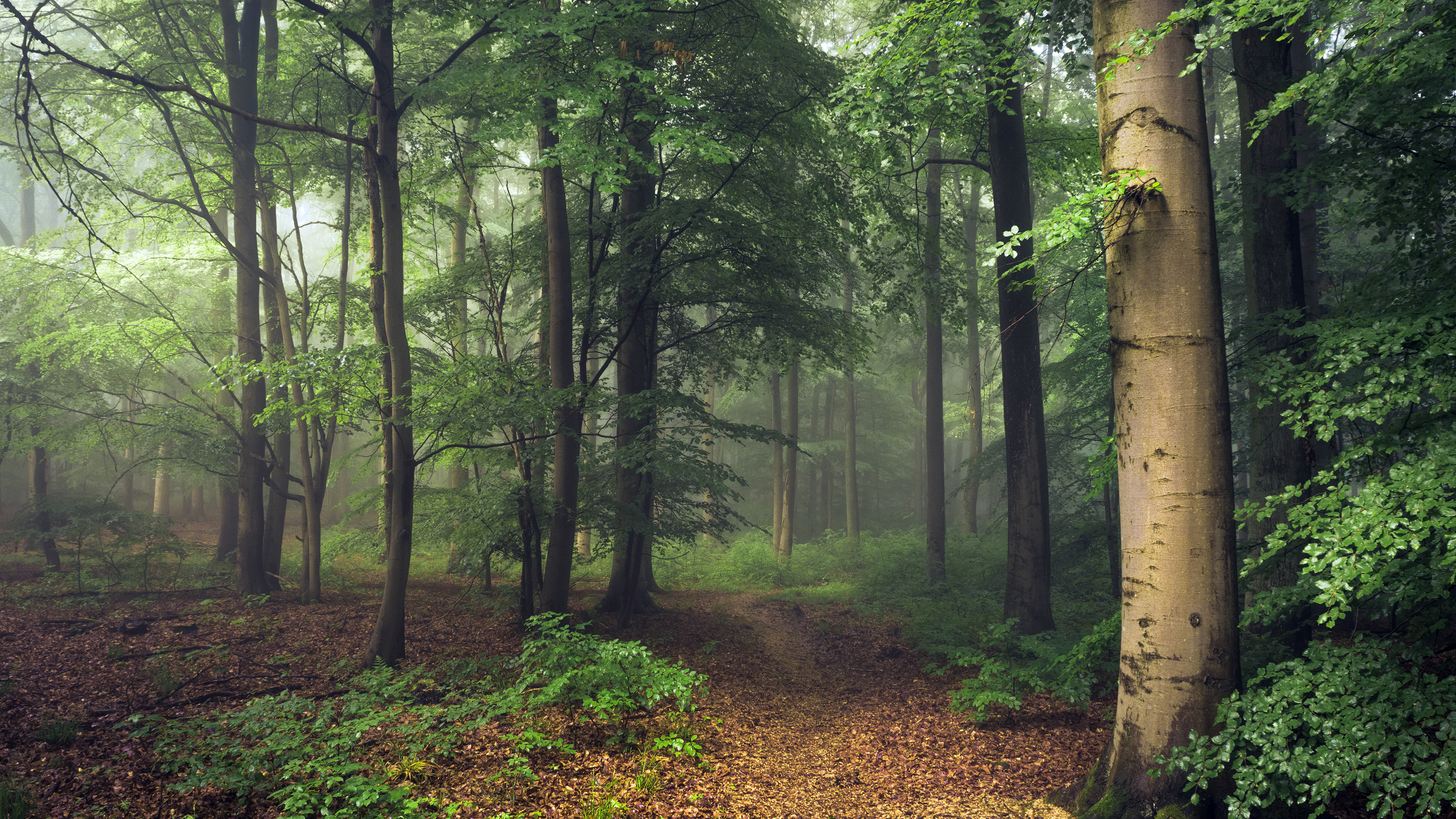 Nature: Morning in the Forest
