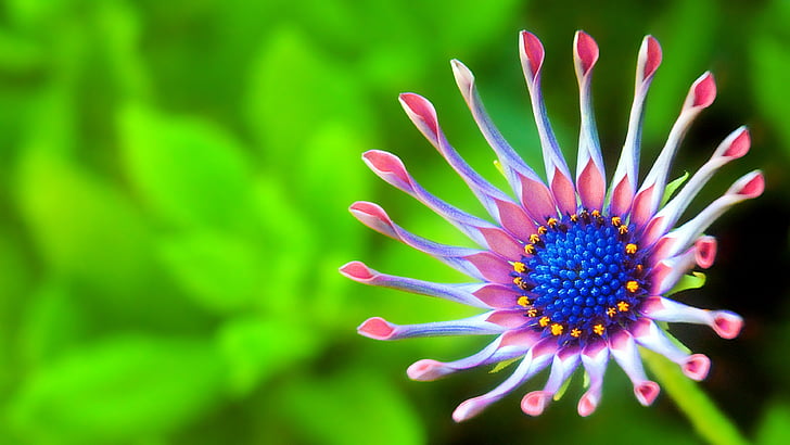 Macro: The Beauty of Flower